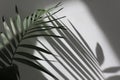 Palm leaf and soft focus gray grain texture black and white refraction wall. Light and shadow smoke abstract copy space background