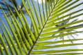 Palm leaf striped background, Green tropical natural lines, Bottom-up view through stripes of palm leaf on blue sky Royalty Free Stock Photo