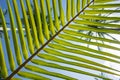 Palm leaf striped background, Green tropical natural lines close-up, Bottom-up view through stripes of palm leaf on blue sky Royalty Free Stock Photo