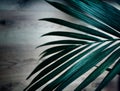 palm leaf with structur background