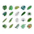 palm leaf summer plant green icons set vector Royalty Free Stock Photo