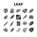 palm leaf summer plant green icons set vector Royalty Free Stock Photo