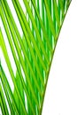 Palm leaf texture Royalty Free Stock Photo