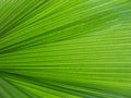 Palm leaf texture Royalty Free Stock Photo