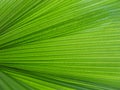 Palm leaf texture