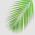 Palm leaf texture di cut.clipping path Royalty Free Stock Photo