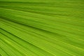 Palm leaf texture Royalty Free Stock Photo