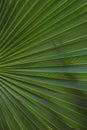 Palm leaf texture. Palm leaf closeup. Striped leaf
