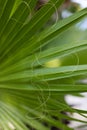 Palm leaf texture. Palm leaf closeup. Striped leaf. Selective focus. Blurred.