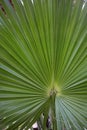 Palm leaf texture. Palm leaf closeup. Striped leaf. Selective focus. Blurred.