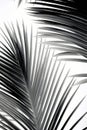 Palm leaf texture white nature plant background tree