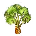 Palm Leaf Tree Texas Palmetto Color Vector Royalty Free Stock Photo