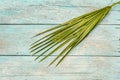 Palm leaf on a trendy turquoise wooden background