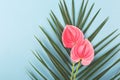 Palm leaf and tropical Anthurium flowers on the blue background