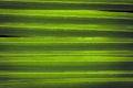 Palm leaf tropical backgrounf lush green