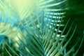 Palm leaf. Tropical plants. Nature blur background