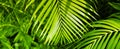 Palm leaf. Tropical plants. Nature green color background