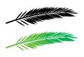 Palm leaf