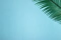 palm leaf in the upper right corner of the blue background, copy space, creative summer tropical concept, vocations time Royalty Free Stock Photo