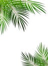 Palm Leaf Vector Background Illustration