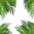 Palm Leaf Vector Background Illustration