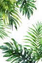 Palm Leaf, Watercolor tropical Border, watercolor illustration, isolated on solid white background Royalty Free Stock Photo