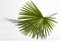 Palm Leaf Background Free Stock Photo - Public Domain Pictures
