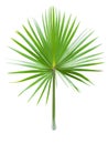 Palm leaf on white background Royalty Free Stock Photo