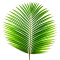 Palm Leaf on White Royalty Free Stock Photo