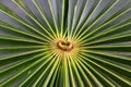 Circular palm leaf pattern