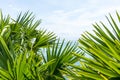 Palm leafs with blue sky and sea Royalty Free Stock Photo