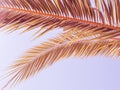 Palm leafs with clear blue sky on a background Royalty Free Stock Photo