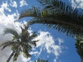 Palm leafs dance on the blue sky