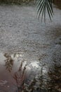 Hail storm palm reflection 4462 Royalty Free Stock Photo