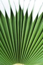 Palm leaves