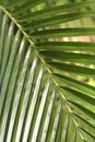 Palm Leaves