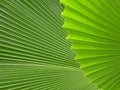 Palm leaves Royalty Free Stock Photo