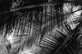 Palm Leaves - Abstract Natural Background in Grey Scale