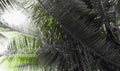 Palm Leaves - Abstract Natural Grey Background with Touch of Green