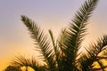 Palm leaves against the background of a bright sunset and clear sky Royalty Free Stock Photo