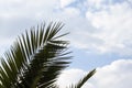 Palm leaves against a blue sky with clouds. Tropical background Royalty Free Stock Photo