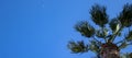 Palm leaves against a blue sky with clouds. Tropical background. Summer and vacation Royalty Free Stock Photo