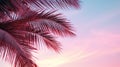 palm leaves against clear evening pink sky with copy space Royalty Free Stock Photo