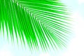 Palm leaves against sky Royalty Free Stock Photo