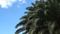 palm leaves against sky background Royalty Free Stock Photo