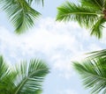 Palm leaves against sky Royalty Free Stock Photo