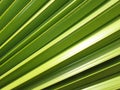 Palm leaves background