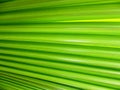 Palm leaves background