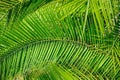 Palm Leaves (Background)