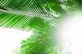 Palm leaves background, beautiful tree, Palm Sunday Royalty Free Stock Photo